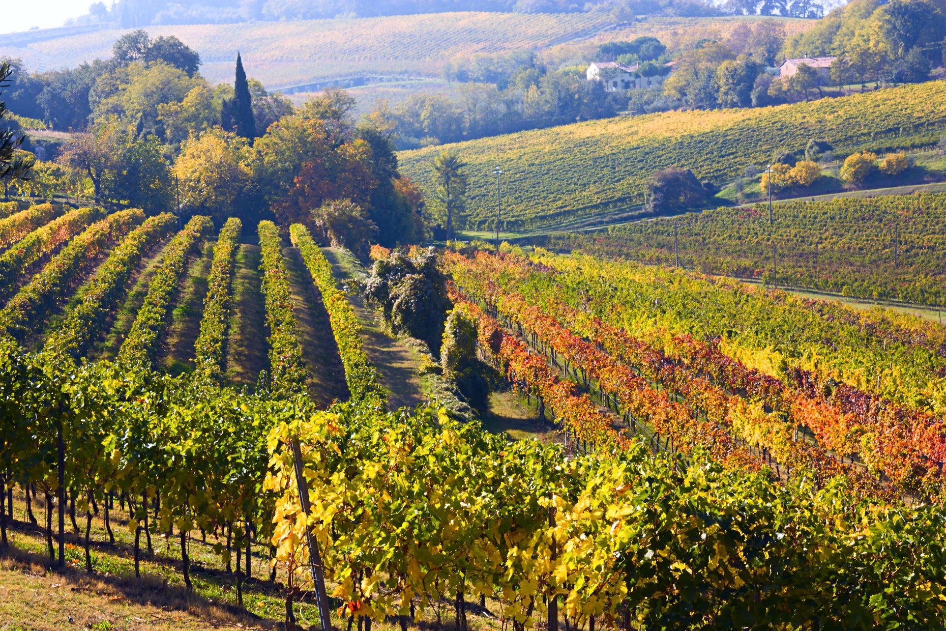 Wine & Olive Oil Tastings